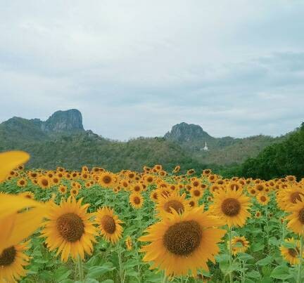 ทุ่งทานตะวันเขาจีนแล