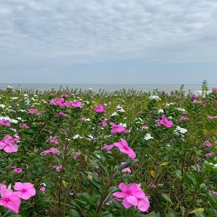 พระราชนิเวศน์มฤคทายวัน