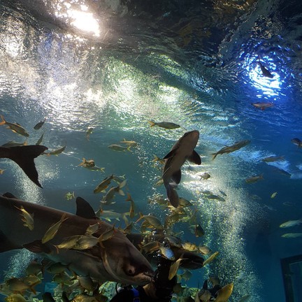 บึงฉวาก