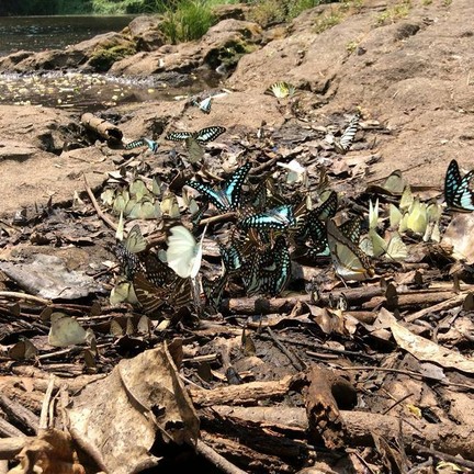 ผีเสื้อเป็นกลุ่มสวยมาก