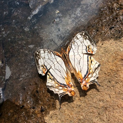 ผีเสื้อสวยๆ