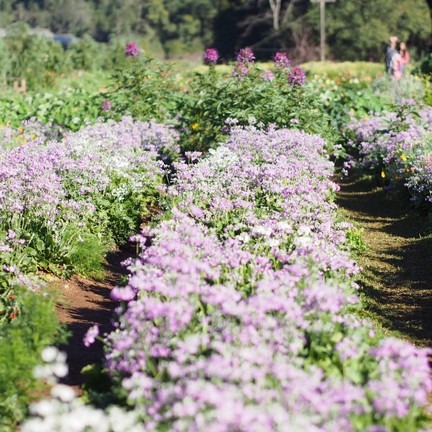 สถานีเกษตรหลวงอ่างขาง