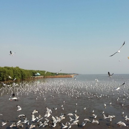 นกอพยพ​มาเยอะมากเลย​ ประทับใจ