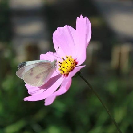 ธรรมชาติเอื้อเฟื้อ