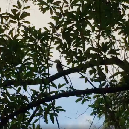 คลองสังเน่ห์