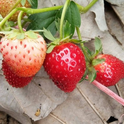 ไร่เลิฟสตอเบอร์รี่