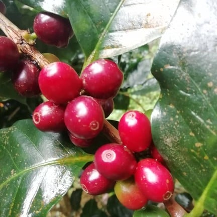 บ้านแม่กำปอง