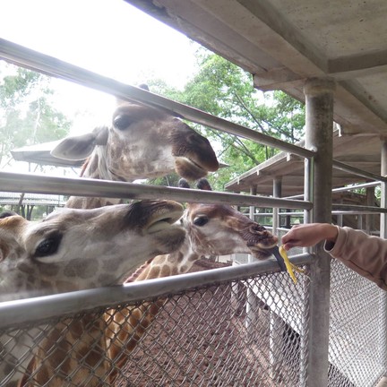 ให้อาหารยีราฟ