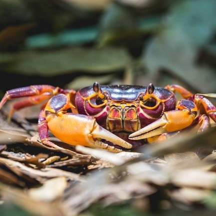 น้ำตกโยง