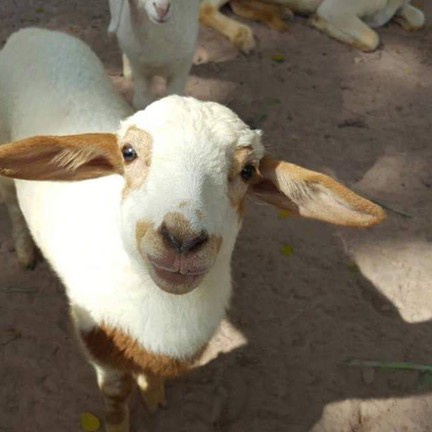 ฟาร์มแกะพัทยา