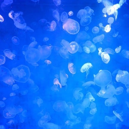 พิพิธภัณฑ์สัตว์น้ำบางแสน