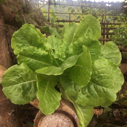 ไร่บุญฉลวย Organic Farm จำหน่ายผลิตภัณฑ์ออร์แกนิค