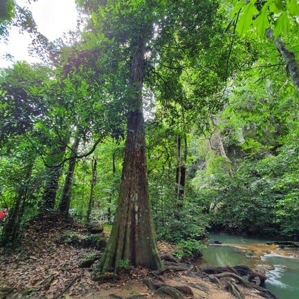 อุทยานแห่งชาติธารโบกขรณี