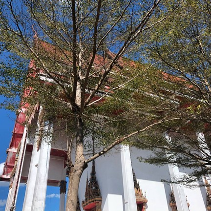 วัดมหัตตมังคลาราม (วัดหาดใหญ่ใน)