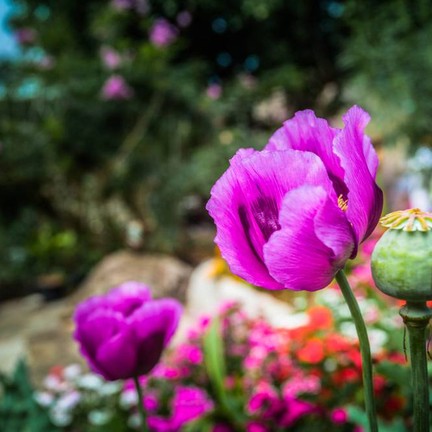 อุทยานแห่งชาติดอยสุเทพ-ปุย