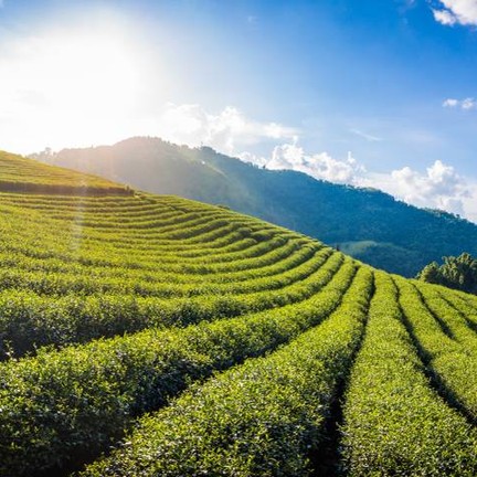 ดอยแม่สลองไร่ชา 101