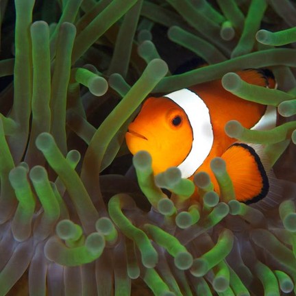 เกาะทะลุ ชุมพร