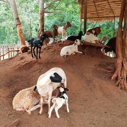 แพะผู้น่ารัก