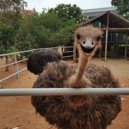 นกกระจอกเทศมาส่งยิ้ม