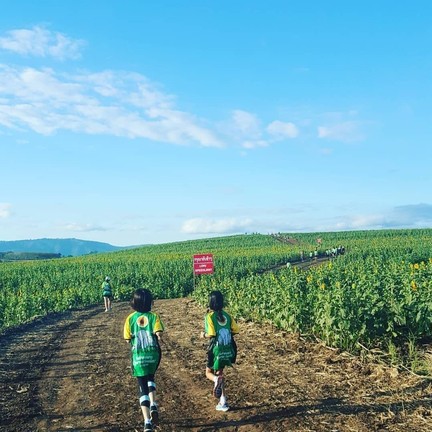 ทุ่งทานตะวัน ไร่มณีศร เขาใหญ่