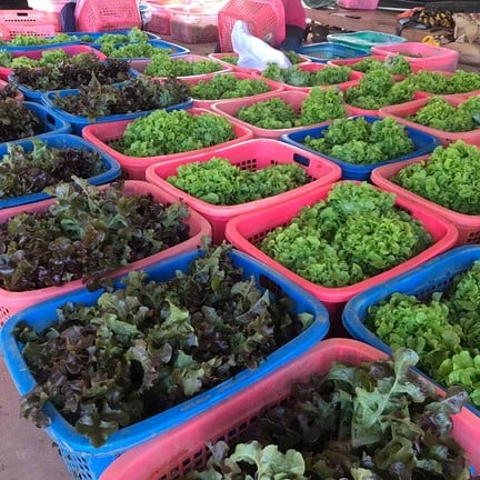 โมโมฟาร์ม เขาค้อ