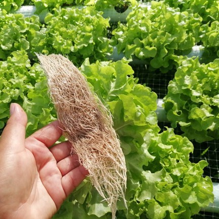 โมโมฟาร์ม เขาค้อ