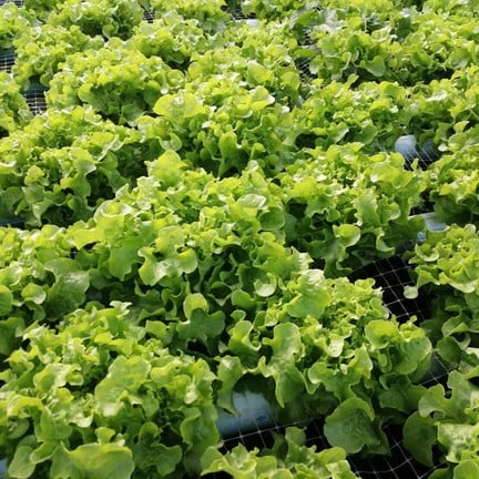 โมโมฟาร์ม เขาค้อ