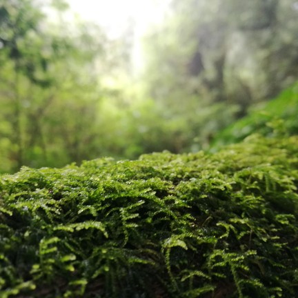 เส้นทางศึกษาธรรมชาติอ่างกา