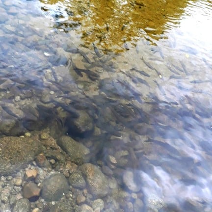 วังปลาแงะ พรหมโลก