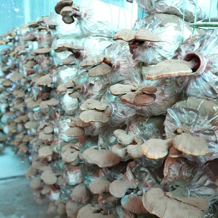 เขาใหญ่ พาโนราม่า ฟาร์ม