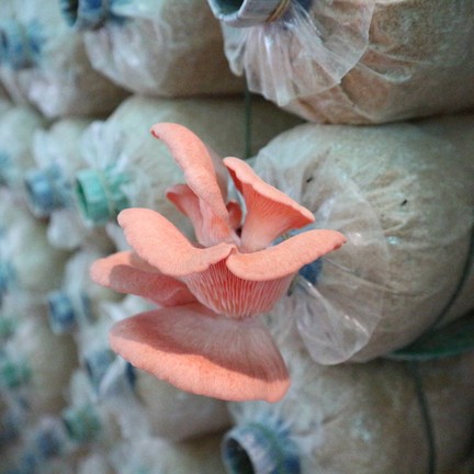 เขาใหญ่ พาโนราม่า ฟาร์ม