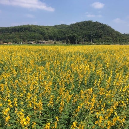 ทุ่งทานตะวัน ไร่มณีศร เขาใหญ่