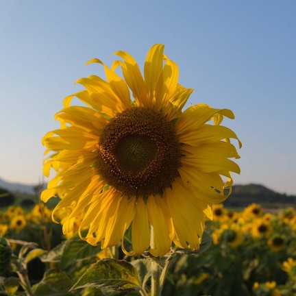 ทุ่งทานตะวัน ไร่มณีศร เขาใหญ่