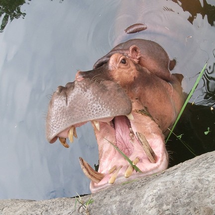 สวนสัตว์สงขลา