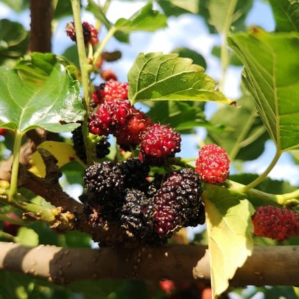 สวนแม่หม่อน