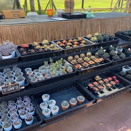 สวนสัปปายะ Cactus Farm