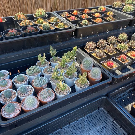 สวนสัปปายะ Cactus Farm