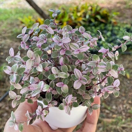 สวนสัปปายะ Cactus Farm