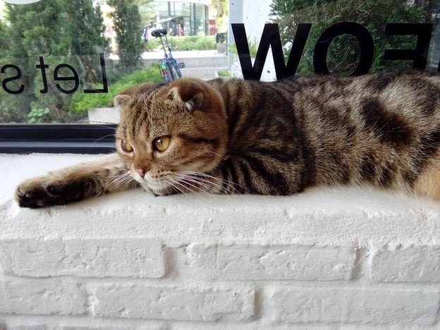 Something Like Cat & Daughters Bag