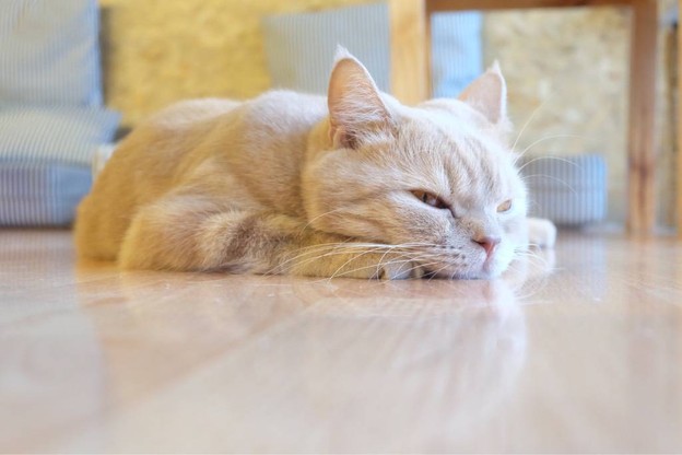 Catmosphere Cat Café  เชียงใหม่
