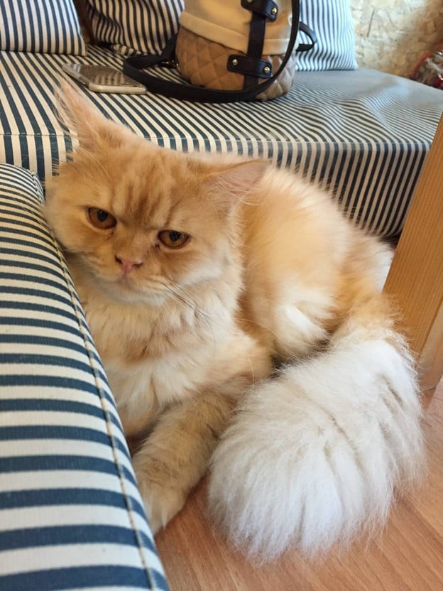 Catmosphere Cat Café  เชียงใหม่