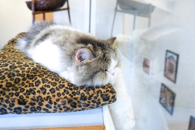 บรรยากาศ Cat Brothers Cafe