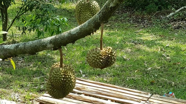 สวนลุงทองใบ