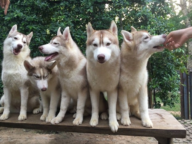 Husky Café  Khon Kaen