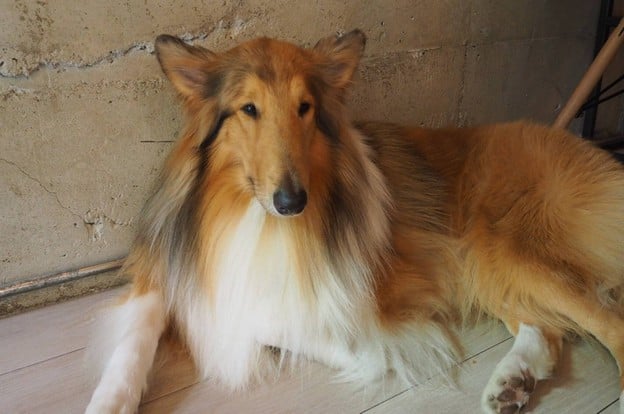 บรรยากาศ Dog In Town เอกมัย