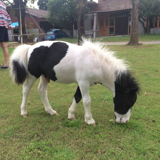 Kk Falabella Horse Cafe