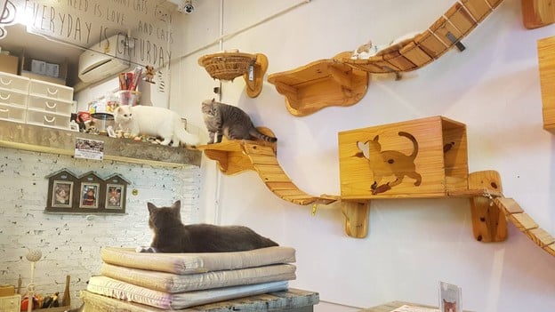 Caturday cat cafe