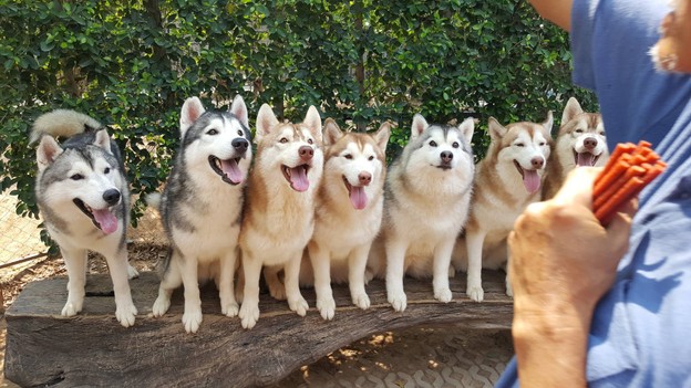 Husky Café  Khon Kaen