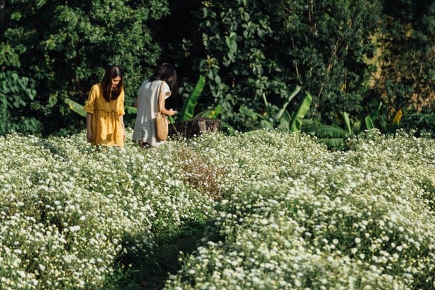 บรรยากาศ ทุ่งดอกเก๊กฮวย บ้านอมลอง