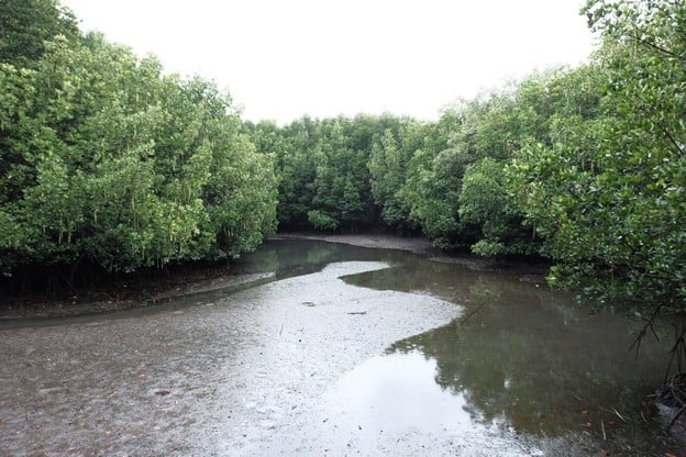 ศูนย์ศึกษาเรียนรู้ระบบนิเวศป่าชายเลนสิรินาถราชินี